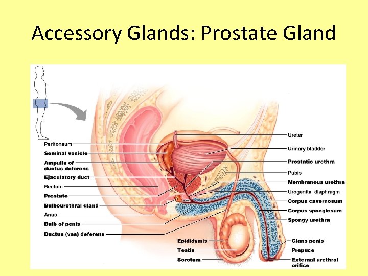 Accessory Glands: Prostate Gland 