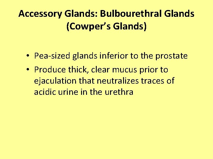 Accessory Glands: Bulbourethral Glands (Cowper’s Glands) • Pea-sized glands inferior to the prostate •