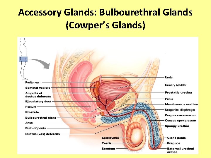 Accessory Glands: Bulbourethral Glands (Cowper’s Glands) 