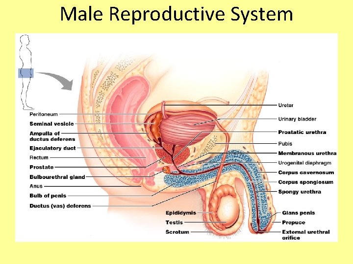 Male Reproductive System 