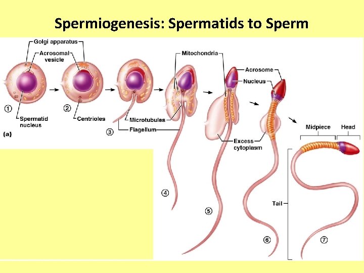 Spermiogenesis: Spermatids to Sperm 