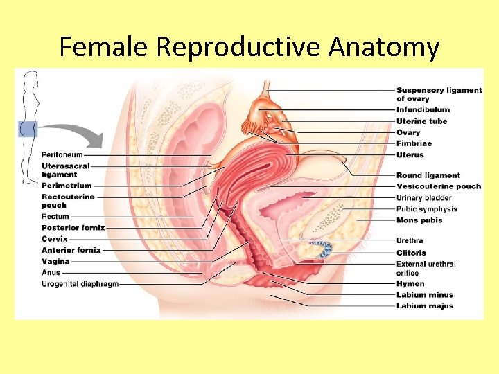 Female Reproductive Anatomy 