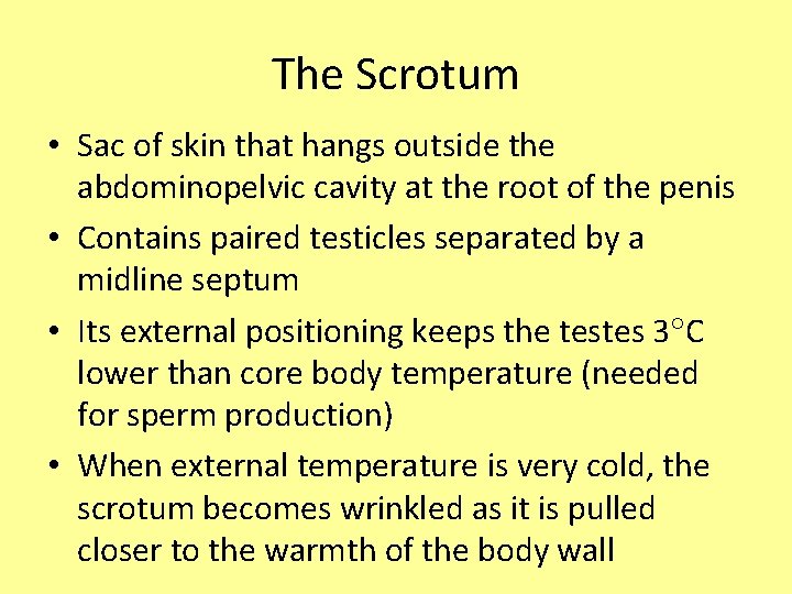 The Scrotum • Sac of skin that hangs outside the abdominopelvic cavity at the