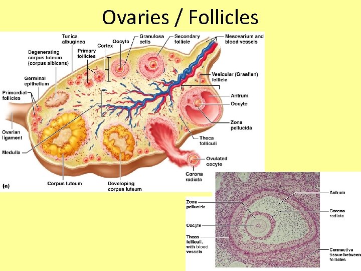 Ovaries / Follicles 