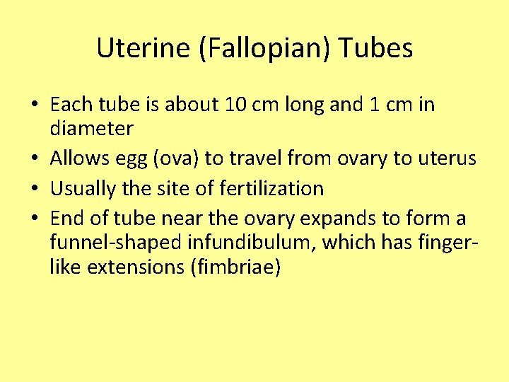 Uterine (Fallopian) Tubes • Each tube is about 10 cm long and 1 cm