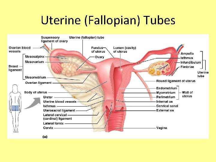 Uterine (Fallopian) Tubes 