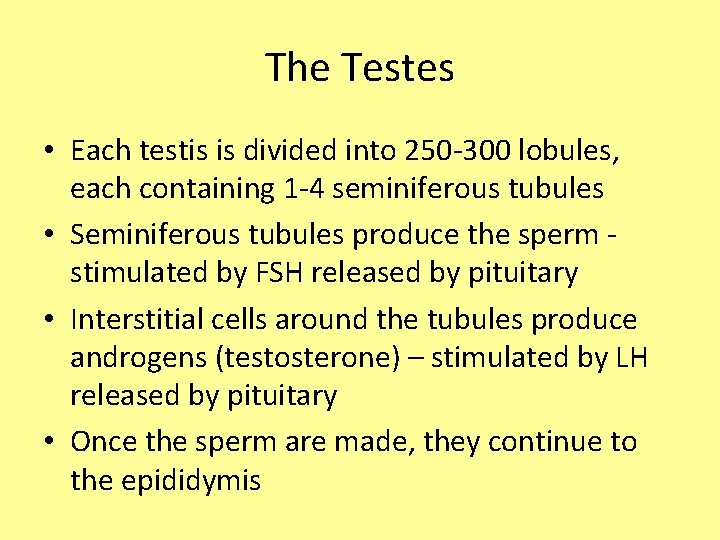 The Testes • Each testis is divided into 250 -300 lobules, each containing 1