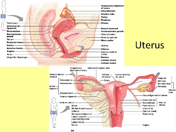 Uterus 