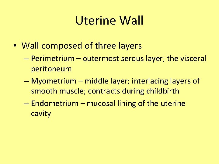 Uterine Wall • Wall composed of three layers – Perimetrium – outermost serous layer;