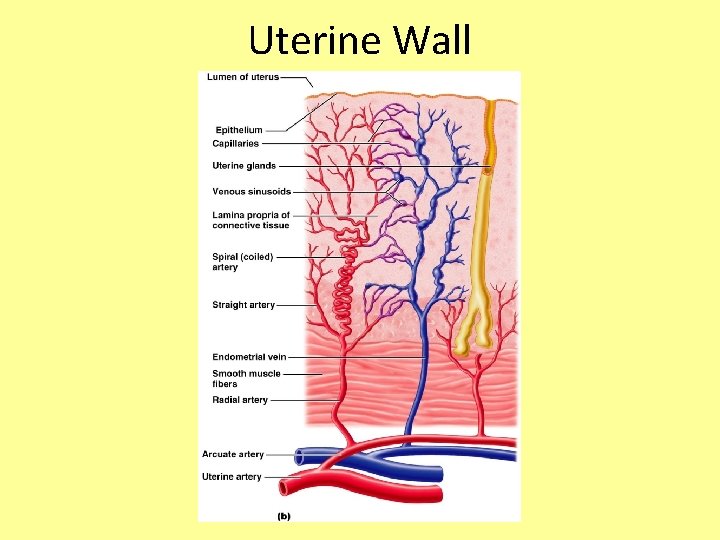 Uterine Wall 