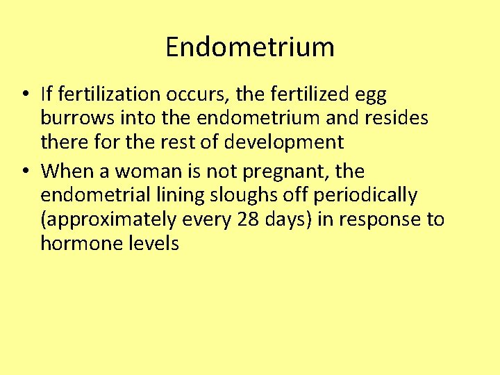 Endometrium • If fertilization occurs, the fertilized egg burrows into the endometrium and resides