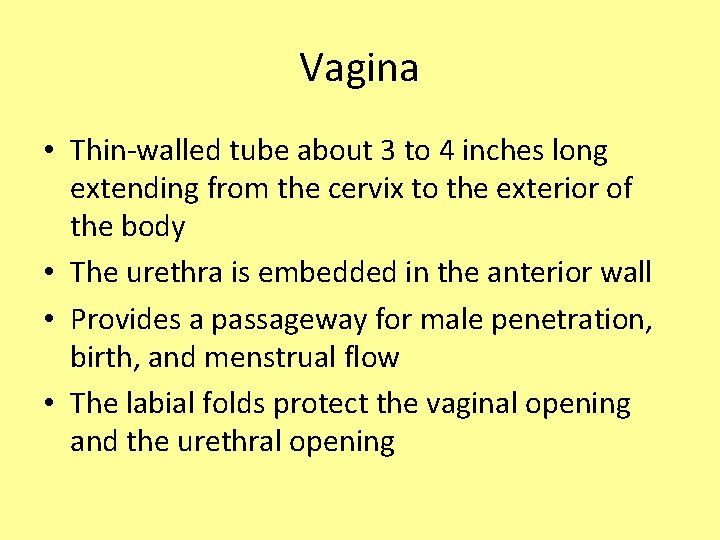 Vagina • Thin-walled tube about 3 to 4 inches long extending from the cervix