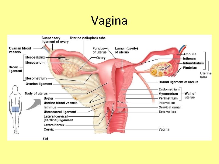 Vagina 