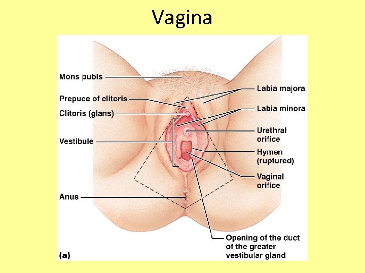 Vagina 