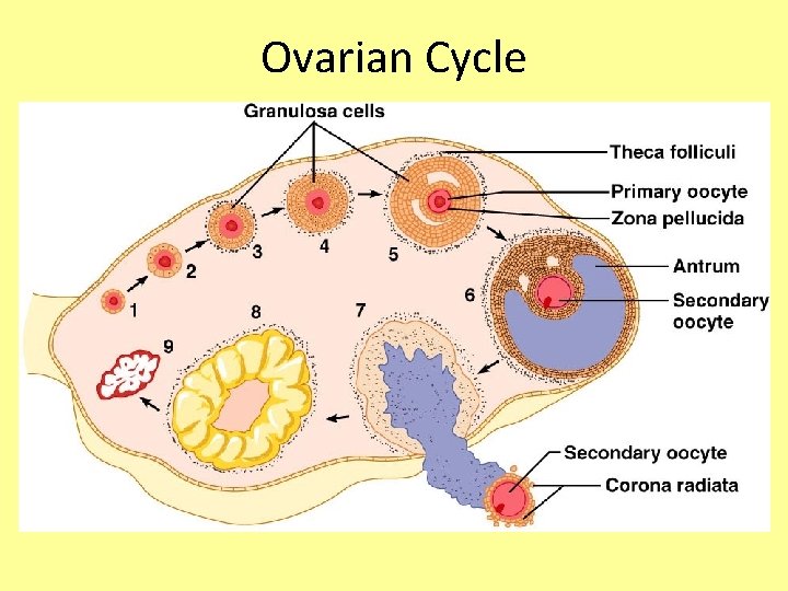 Ovarian Cycle 