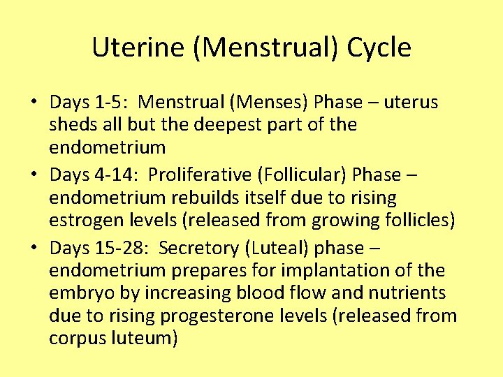 Uterine (Menstrual) Cycle • Days 1 -5: Menstrual (Menses) Phase – uterus sheds all