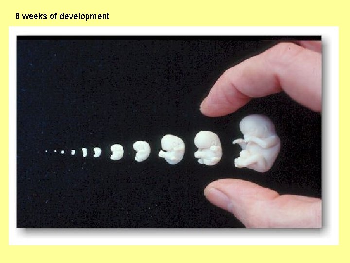 8 weeks of development 