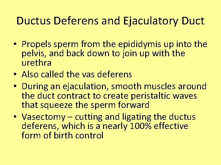 Ductus Deferens and Ejaculatory Duct • Propels sperm from the epididymis up into the