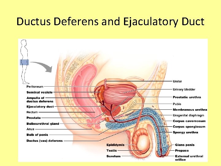 Ductus Deferens and Ejaculatory Duct 
