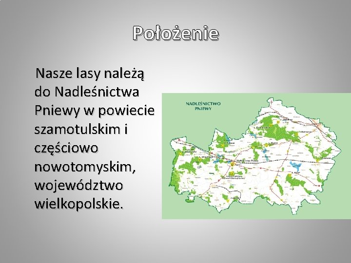 Położenie Nasze lasy należą do Nadleśnictwa Pniewy w powiecie szamotulskim i częściowo nowotomyskim, województwo