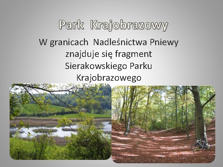 Park Krajobrazowy W granicach Nadleśnictwa Pniewy znajduje się fragment Sierakowskiego Parku Krajobrazowego 