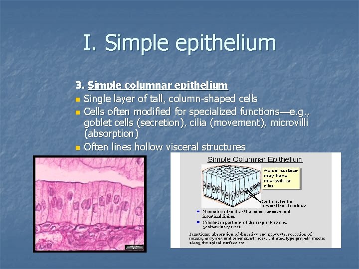 I. Simple epithelium 3. Simple columnar epithelium n Single layer of tall, column-shaped cells