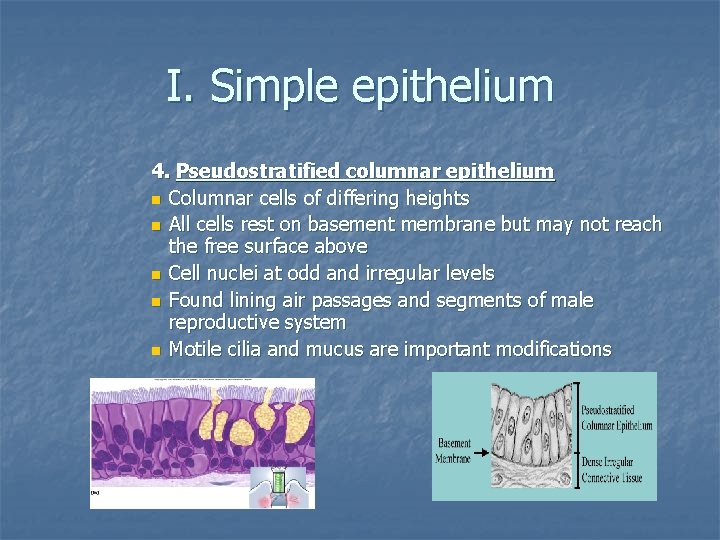 I. Simple epithelium 4. Pseudostratified columnar epithelium n Columnar cells of differing heights n