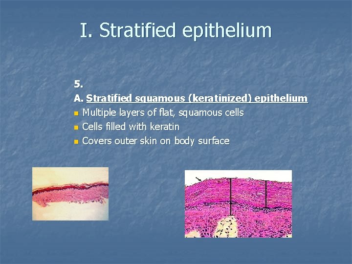 I. Stratified epithelium 5. A. Stratified squamous (keratinized) epithelium n Multiple layers of flat,