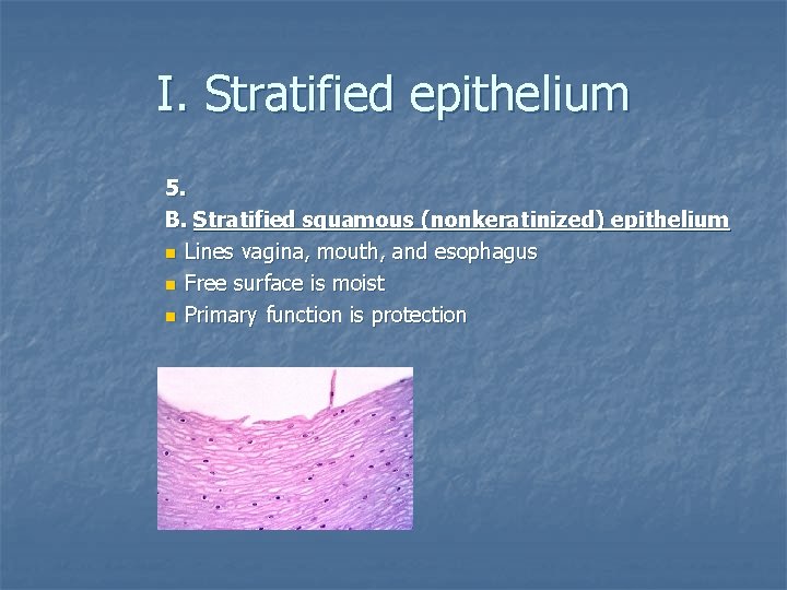 I. Stratified epithelium 5. B. Stratified squamous (nonkeratinized) epithelium n Lines vagina, mouth, and