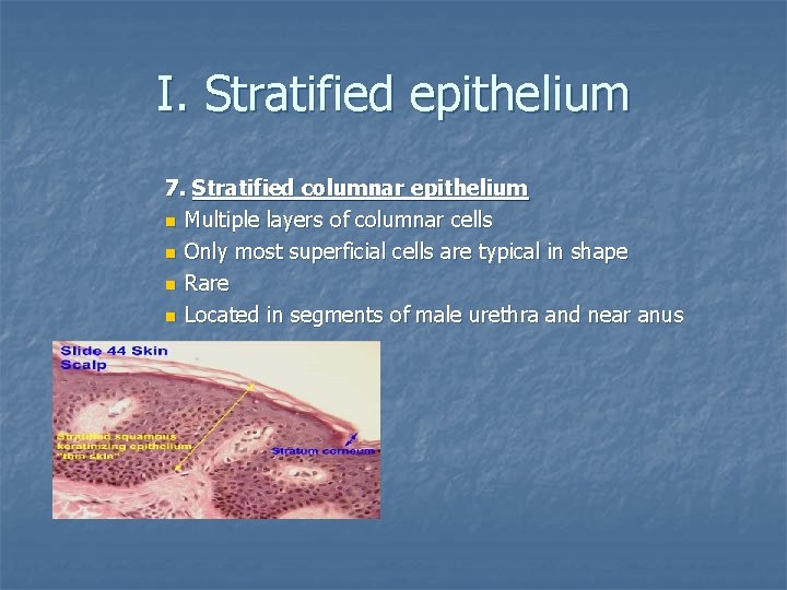 I. Stratified epithelium 7. Stratified columnar epithelium n Multiple layers of columnar cells n