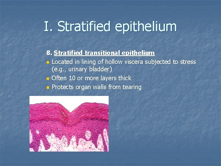 I. Stratified epithelium 8. Stratified transitional epithelium n Located in lining of hollow viscera