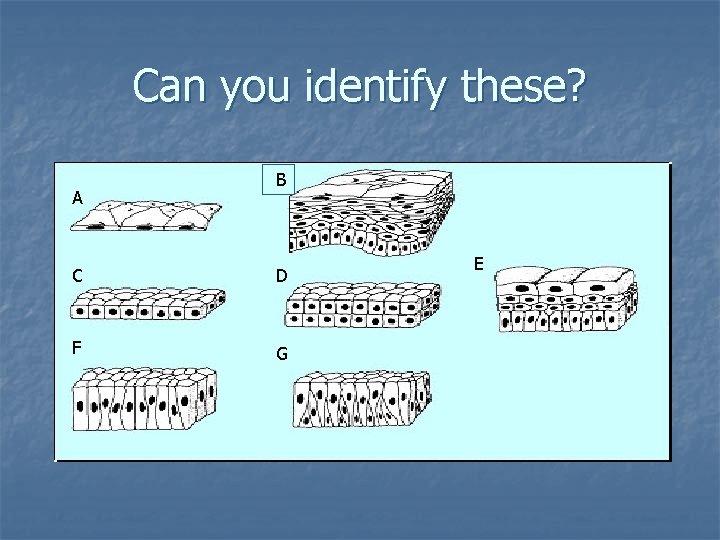 Can you identify these? A B C D F G E 