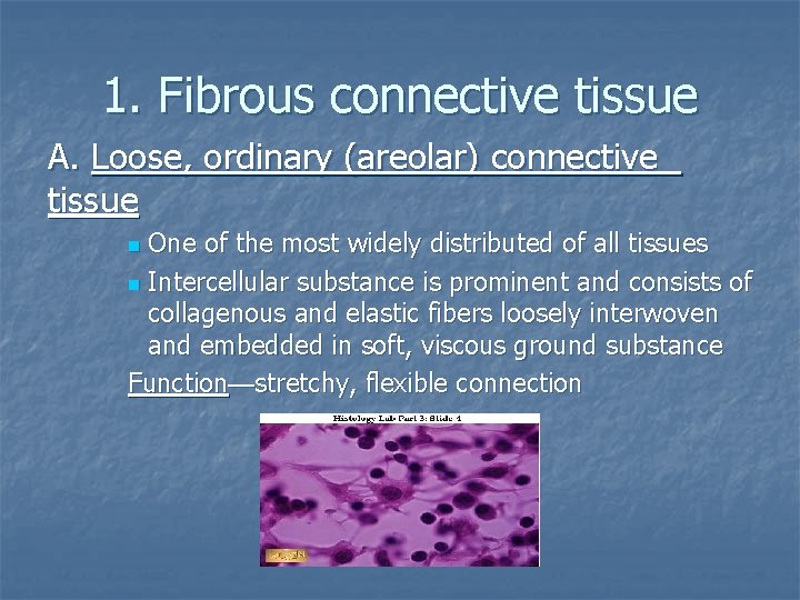 1. Fibrous connective tissue A. Loose, ordinary (areolar) connective tissue One of the most