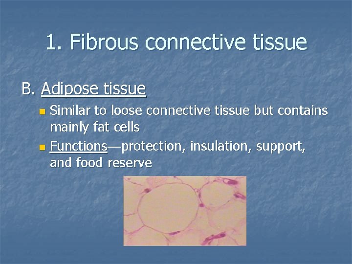 1. Fibrous connective tissue B. Adipose tissue Similar to loose connective tissue but contains