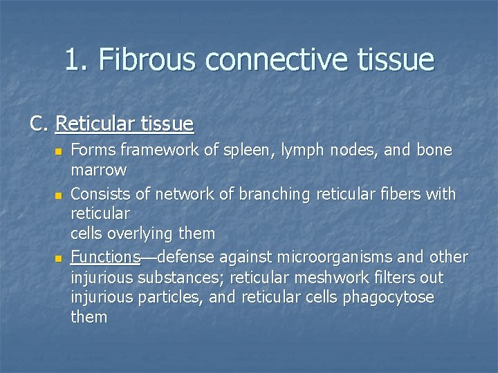 1. Fibrous connective tissue C. Reticular tissue n n n Forms framework of spleen,