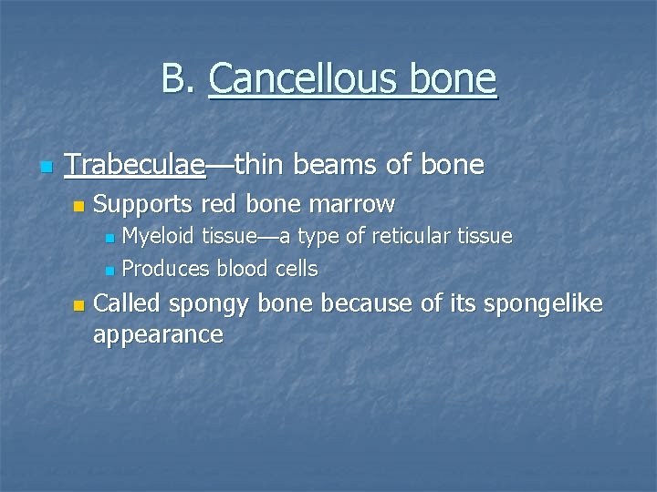 B. Cancellous bone n Trabeculae—thin beams of bone n Supports red bone marrow Myeloid