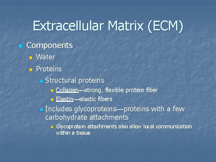 Extracellular Matrix (ECM) n Components n Water n Proteins n Structural proteins n n