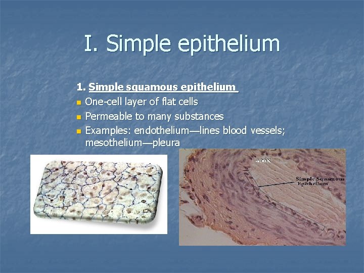 I. Simple epithelium 1. Simple squamous epithelium n One-cell layer of flat cells n