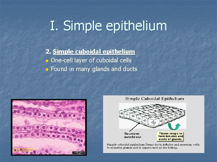 I. Simple epithelium 2. Simple cuboidal epithelium n One-cell layer of cuboidal cells n