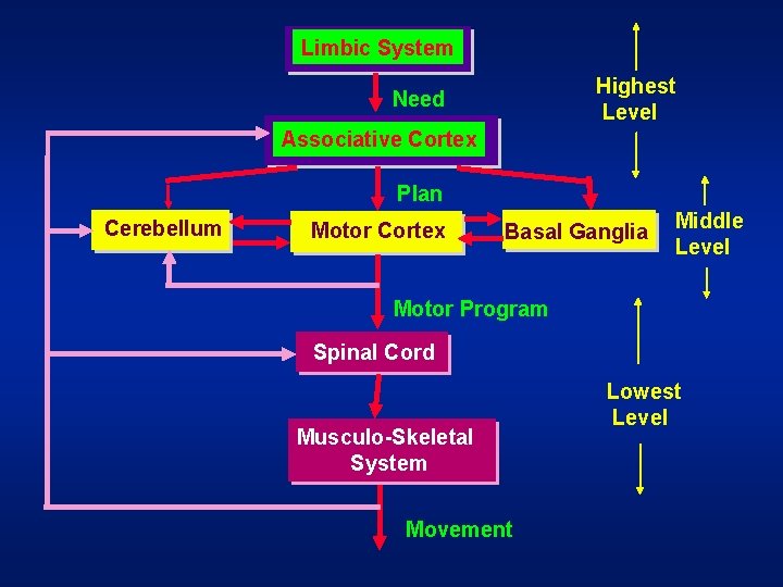 Limbic System Highest Level Need Associative Cortex Plan Cerebellum Motor Cortex Basal Ganglia Middle