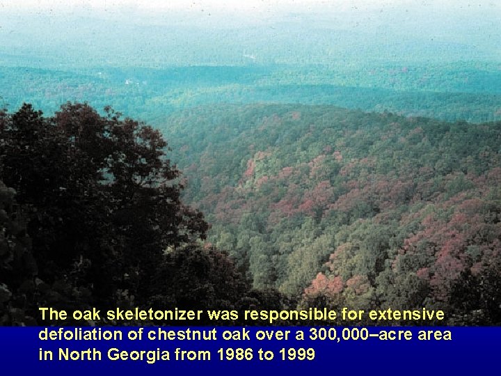 The oak skeletonizer was responsible for extensive defoliation of chestnut oak over a 300,