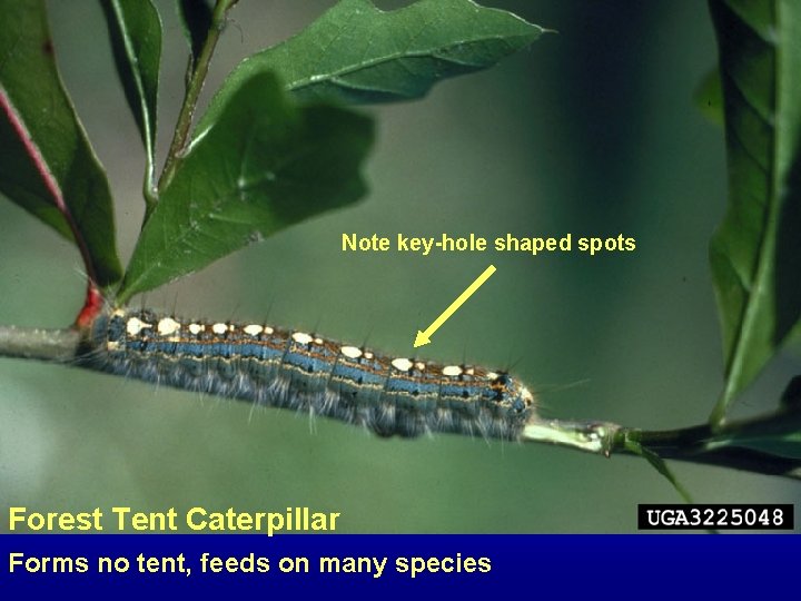 Note key-hole shaped spots Forest Tent Caterpillar Forms no tent, feeds on many species