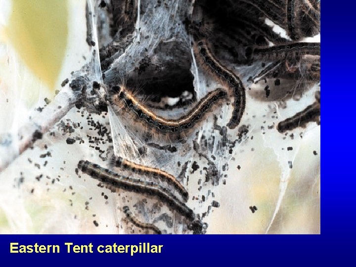 Eastern Tent caterpillar 