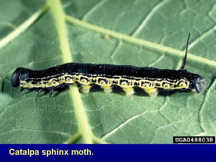 Catalpa sphinx moth. 