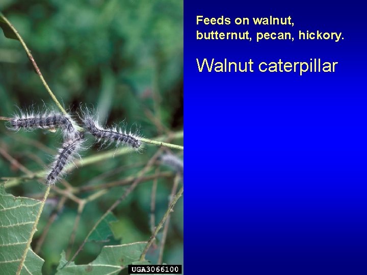 Feeds on walnut, butternut, pecan, hickory. Walnut caterpillar 