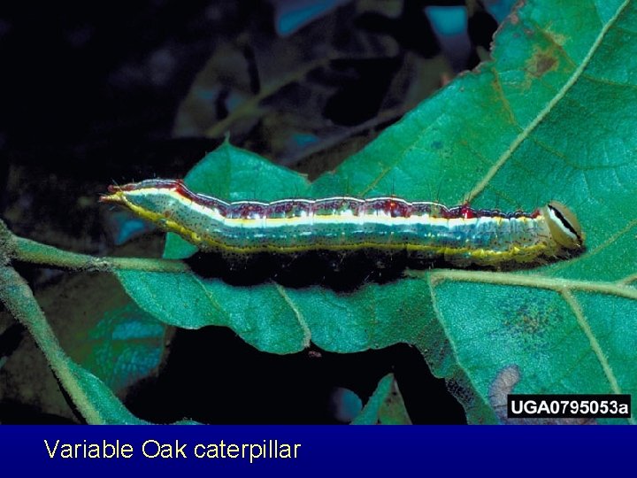 Variable Oak caterpillar 