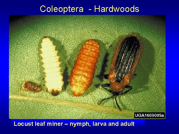 Coleoptera - Hardwoods Locust leaf miner – nymph, larva and adult 