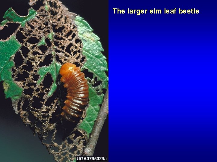 The larger elm leaf beetle 