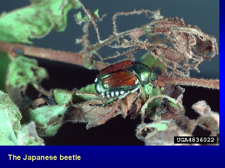 The Japanese beetle 