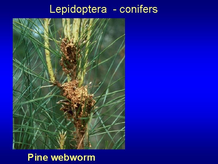 Lepidoptera - conifers Pine webworm 